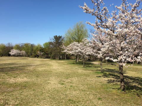 ����Ō��鉡�R�Ғŋ����@���C�L���O�p��������ʐ^