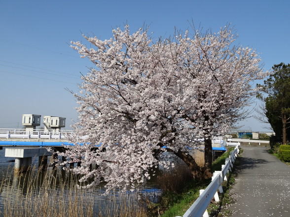 ����Ō��鉡�R�Ғŋ����@22�b�@�쉈���̍��҃��C�L���O�@���̖�